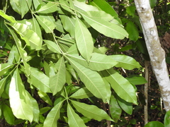 Sideroxylon foetidissimum