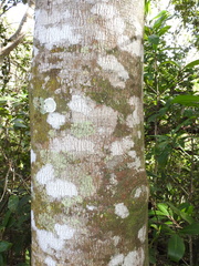 Sideroxylon foetidissimum