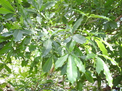 Sideroxylon foetidissimum