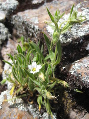 Cerastium peruvianum