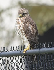 Buteo lineatus