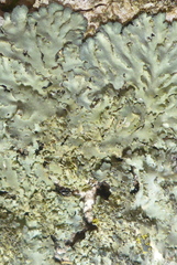 Phaeophyscia squarrosa