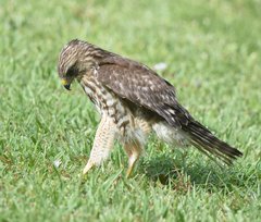 Buteo lineatus