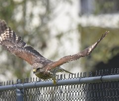 Buteo lineatus