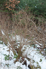 Daphne mezereum