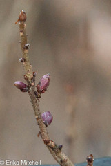 Daphne mezereum