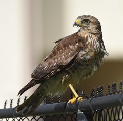Buteo lineatus