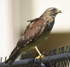 Buteo lineatus