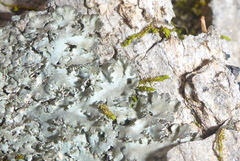 Phaeophyscia squarrosa