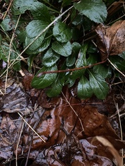 Veronica officinalis