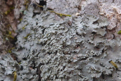 Phaeophyscia squarrosa