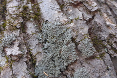 Phaeophyscia squarrosa