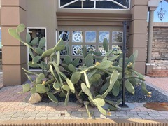 Opuntia ficus-indica