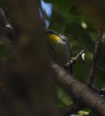Setophaga dominica