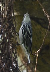 Mniotilta varia