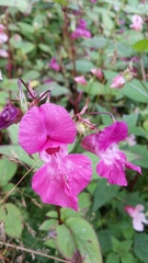 Impatiens glandulifera