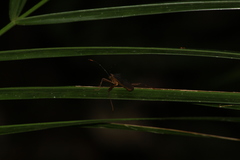 Leptoscelis elongator