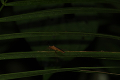 Leptoscelis elongator