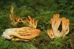 Ramaria sandaracina chondrobasis