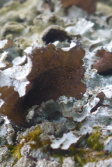 Parmotrema subtinctorium