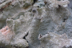 Parmotrema subtinctorium