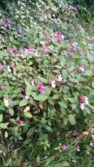 Impatiens glandulifera