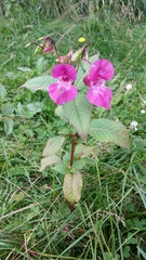 Impatiens glandulifera