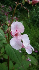Impatiens glandulifera