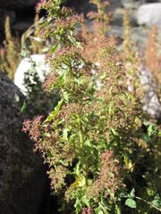 Dysphania graveolens