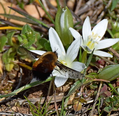 Bombylius discolor