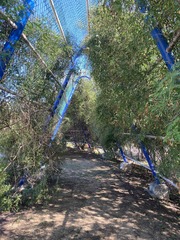 Jasminum grandiflorum