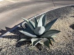 Agave