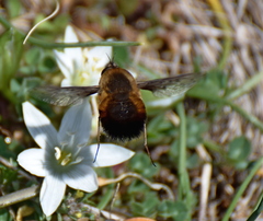 Bombylius discolor