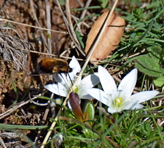 Bombylius discolor