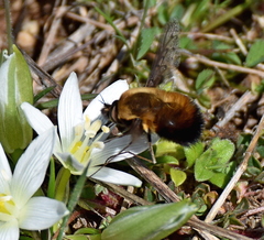 Bombylius discolor