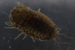 Sphaeroma papillae