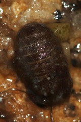 Sphaeroma papillae