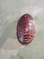 Homoeogamia mexicana