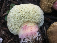 Gastroboletus