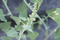 Chenopodium petiolare