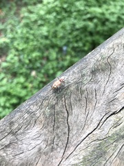 Naupactus bellus