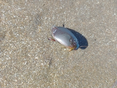Megadytes