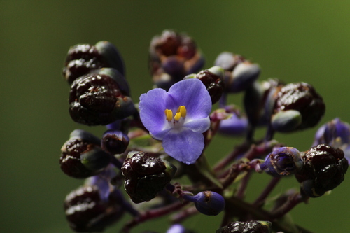 Dichorisandra paranaensis, photograph 2