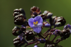 Dichorisandra paranaensis