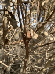 Gnorimoschema baccharisella