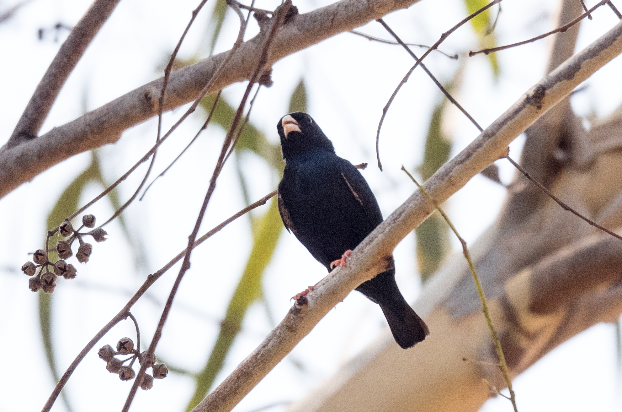 Cameroon Indigobird illustration