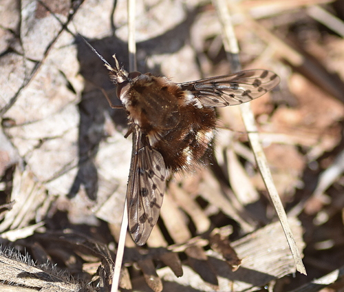 Triplasius pictus
