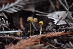 Mycena aurantiomarginata