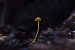 Mycena aurantiomarginata