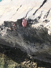 Pomacea